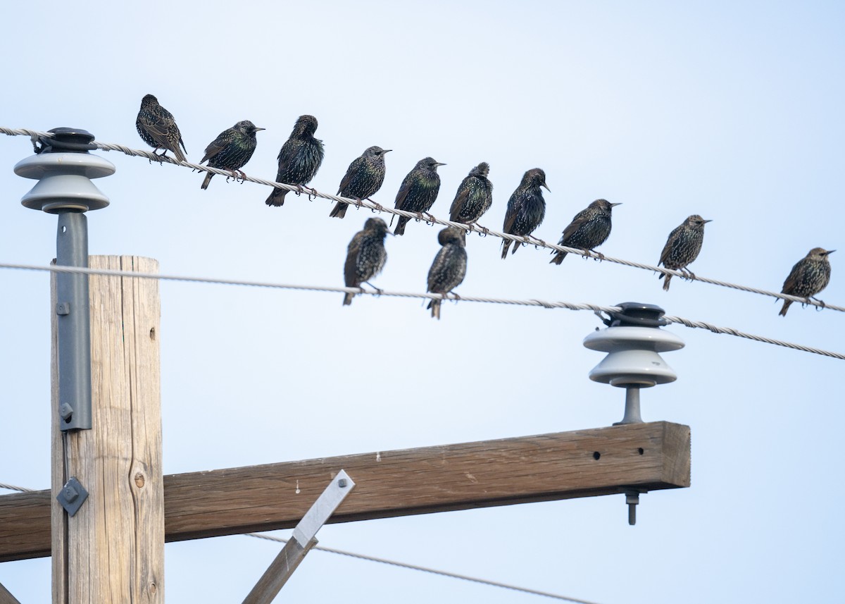 Обыкновенный скворец - ML647619371