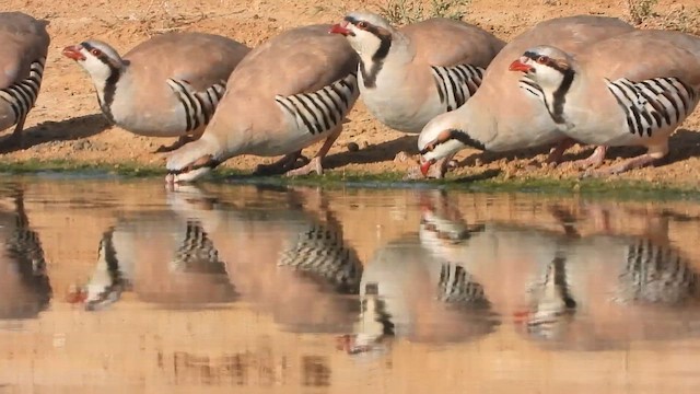 Кеклик кремовогорлий - ML647619372