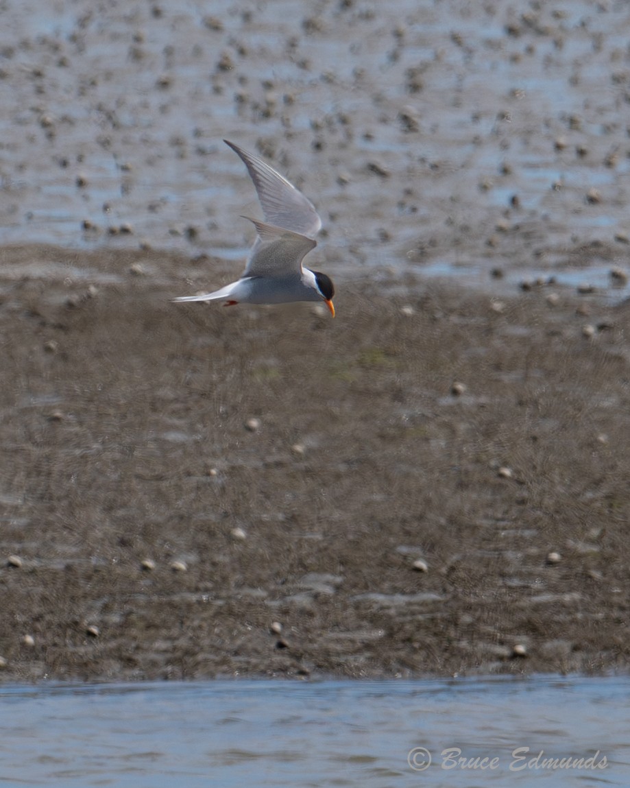 Чернолобая крачка - ML647619374