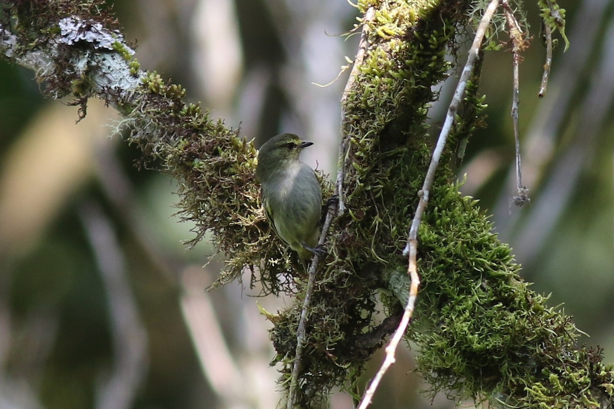 Златолицый москитолов - ML647619375