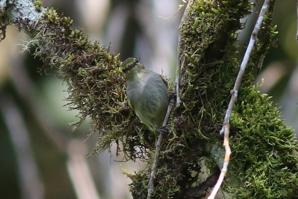 Златолицый москитолов - ML647619376