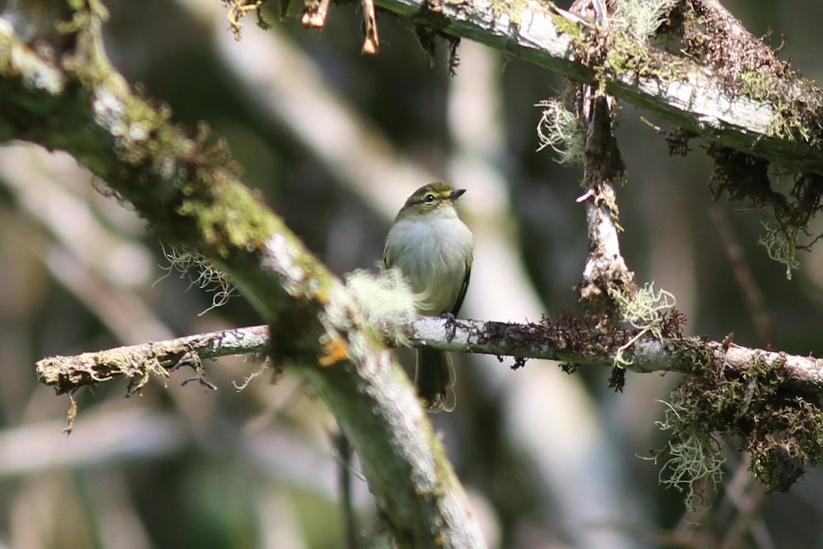 Златолицый москитолов - ML647619377