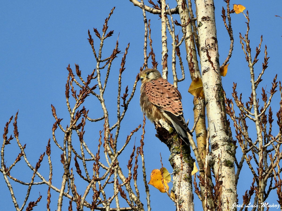 Пустельга - ML647619378
