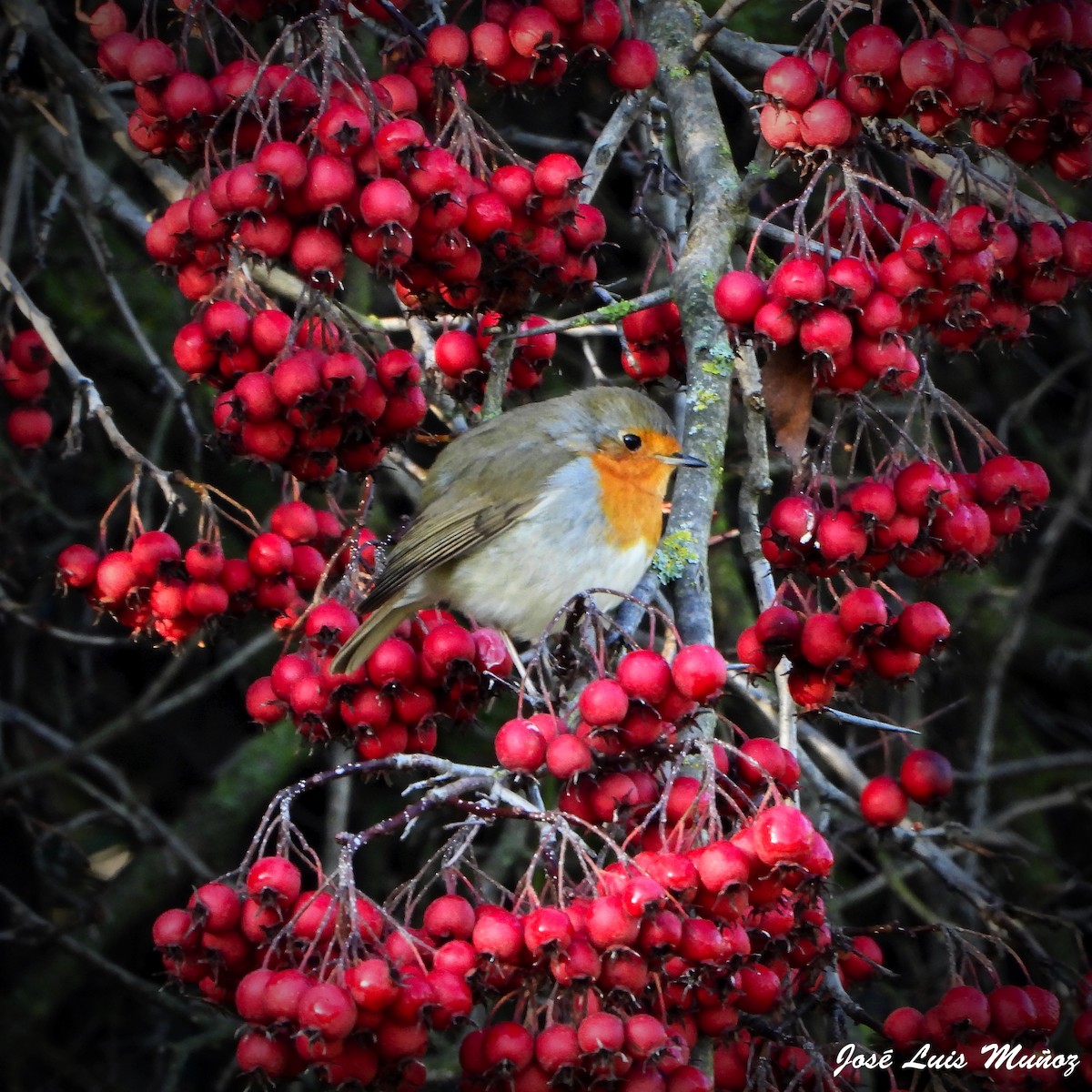 Зарянка - ML647619381