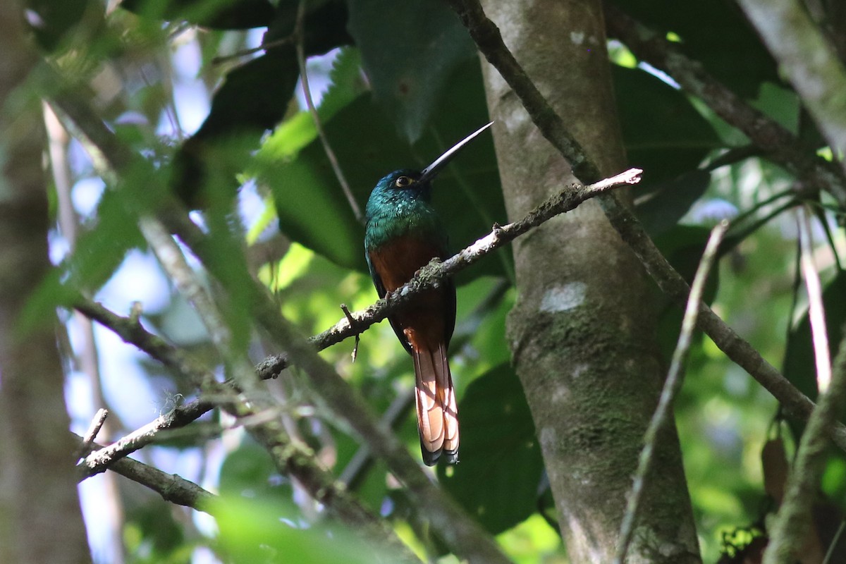 Рыжебрюхая якамара - ML647619382