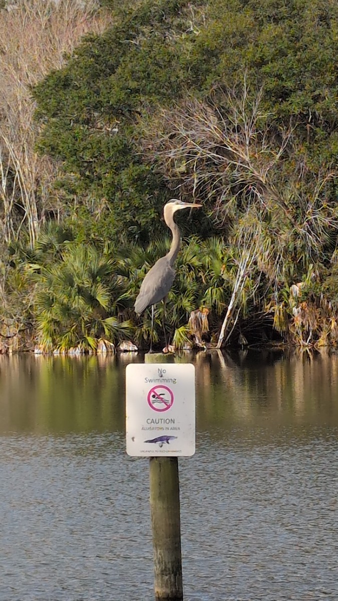 Большая голубая цапля - ML647619383