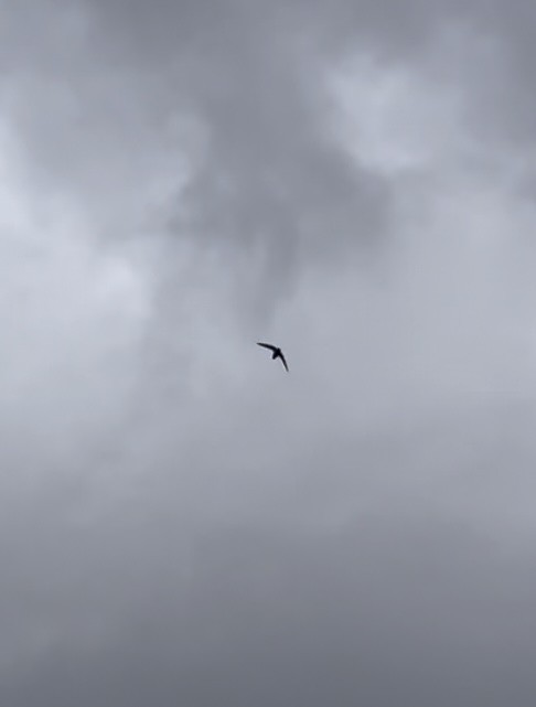 Vencejo de Chimenea - ML647619411