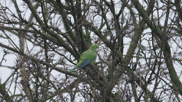 Калита сіроволий - ML647619423