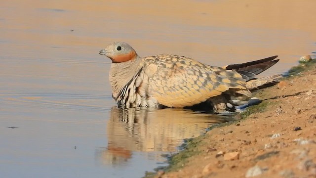 Рябок чорночеревий - ML647619429