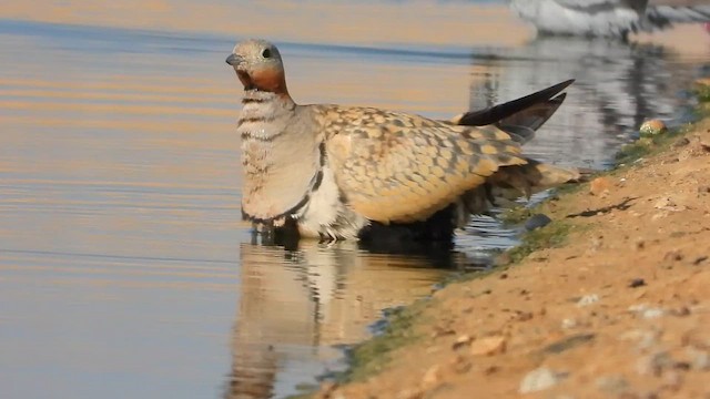 Рябок чорночеревий - ML647619430