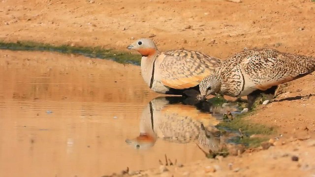 Рябок чорночеревий - ML647619462