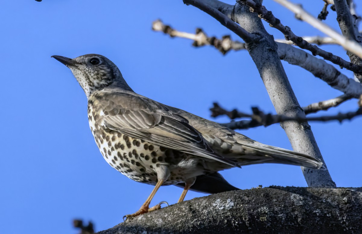 槲鶇 - ML647619463