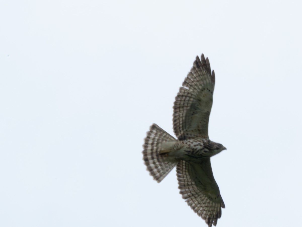 Breitflügelbussard - ML647619468