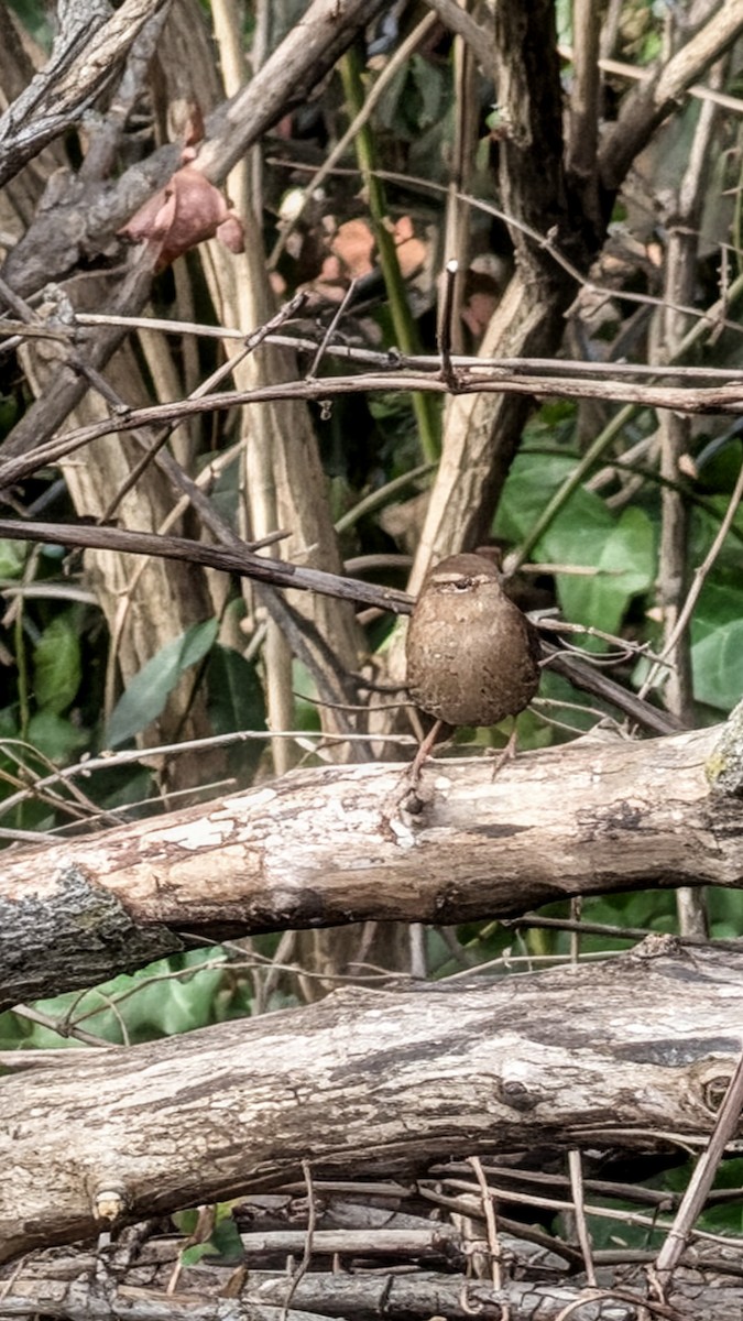 フユミソサザイ - ML647619471