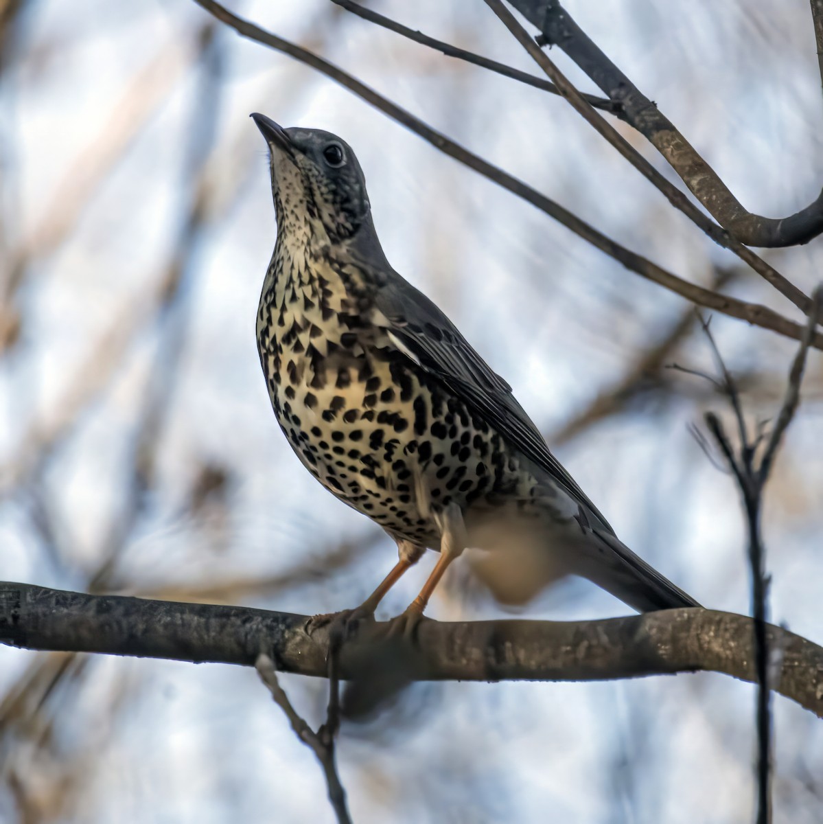 槲鶇 - ML647619474