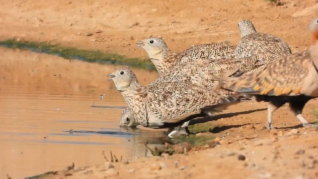 Рябок чорночеревий - ML647619478