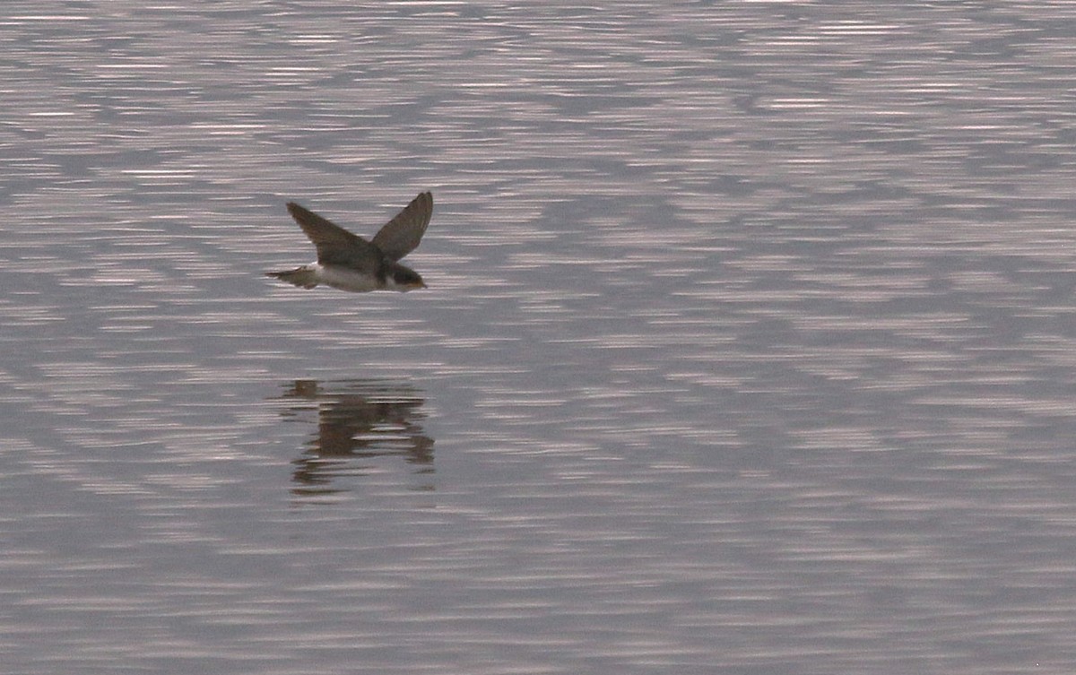 Ak Sokumlu Kırlangıç - ML647619487