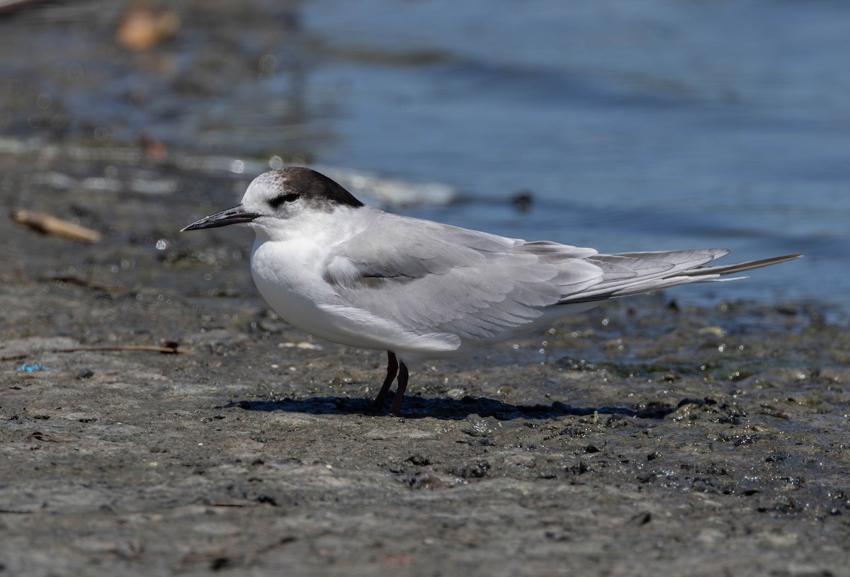 Common Tern - ML647619494