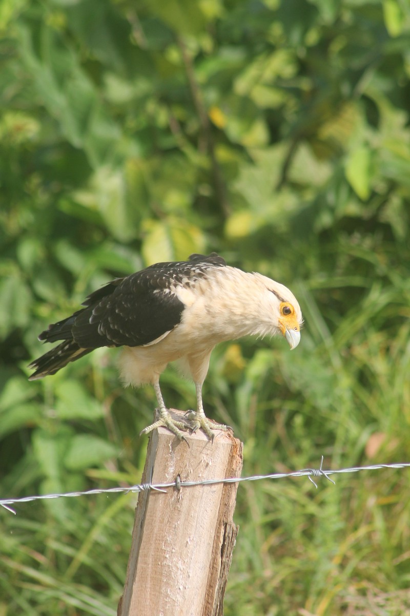 Yellow-headed Caracara - ML647619507