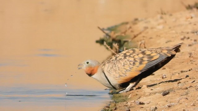 Рябок чорночеревий - ML647619512