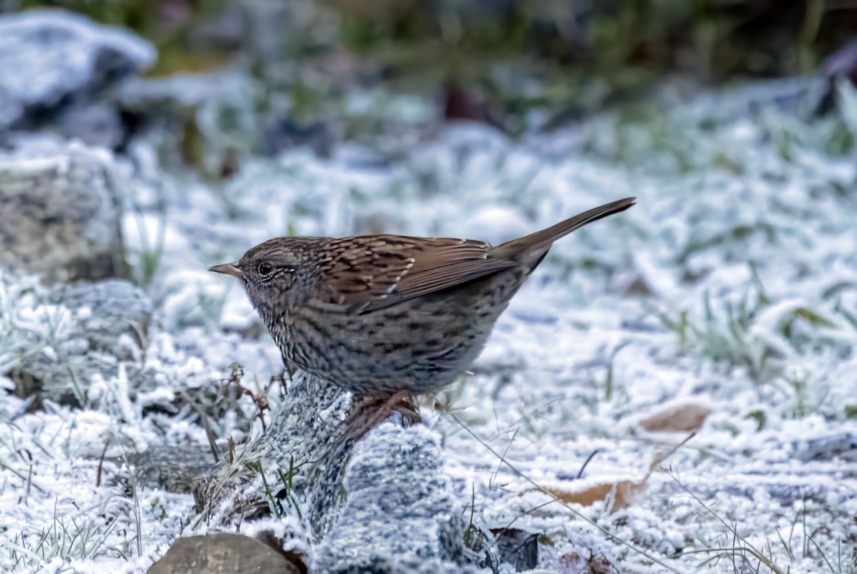 Accenteur mouchet - ML647619513