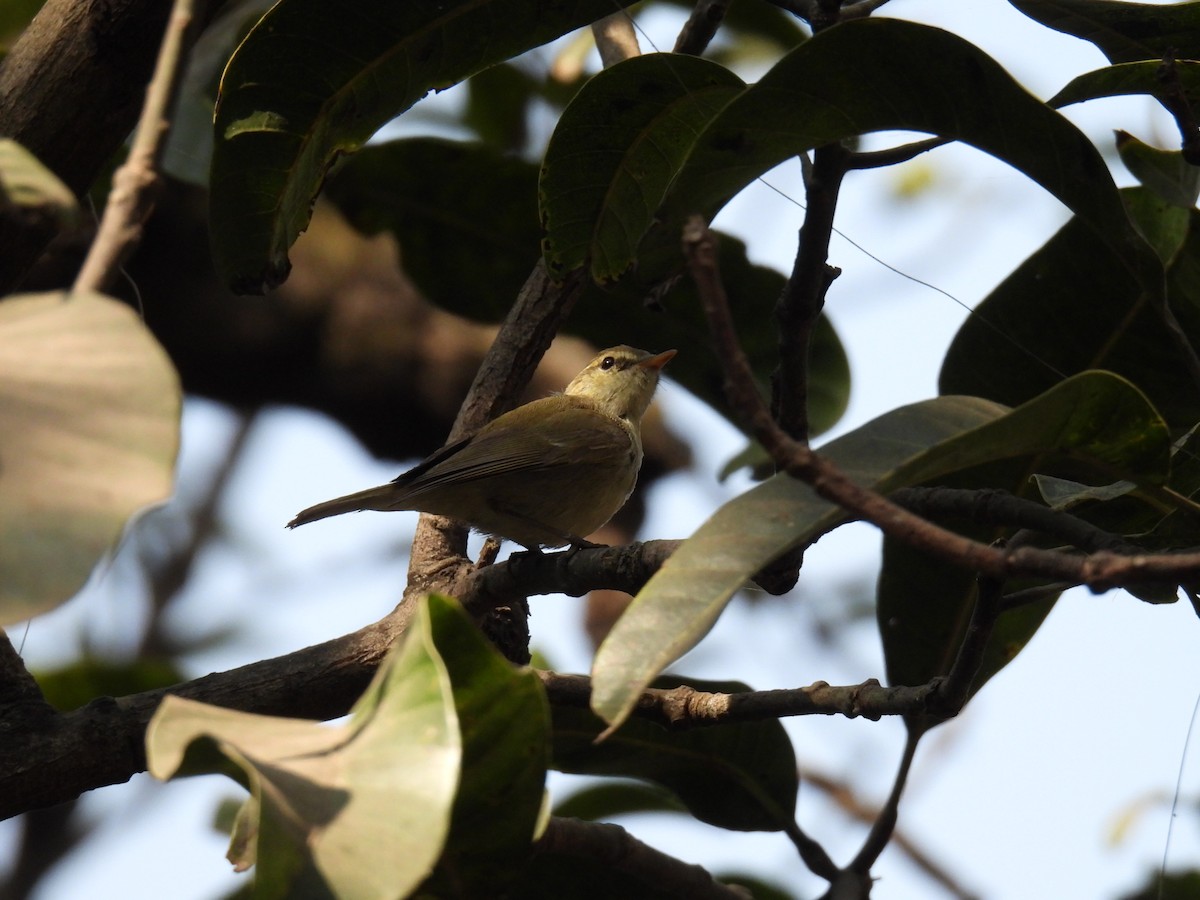 Greenish Warbler - ML647619527