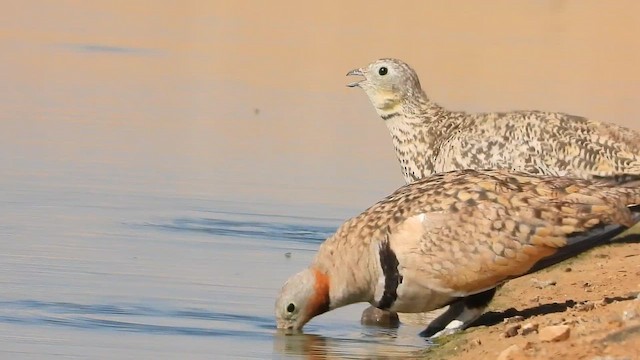 Рябок чорночеревий - ML647619528