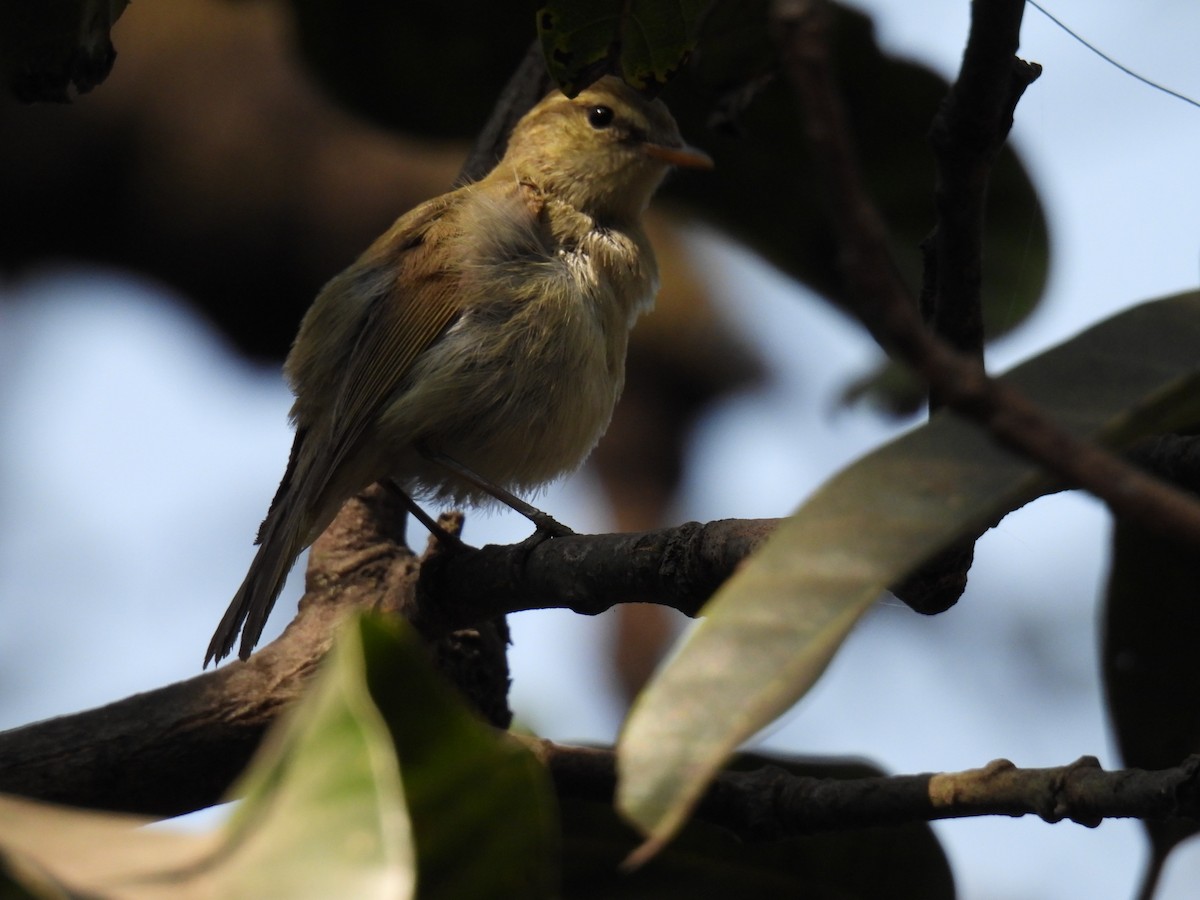 Greenish Warbler - ML647619536
