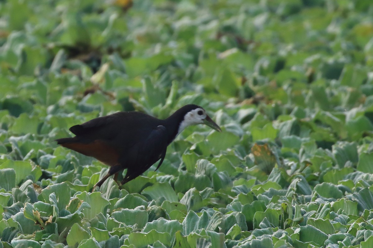 chřástal běloprsý - ML647619544