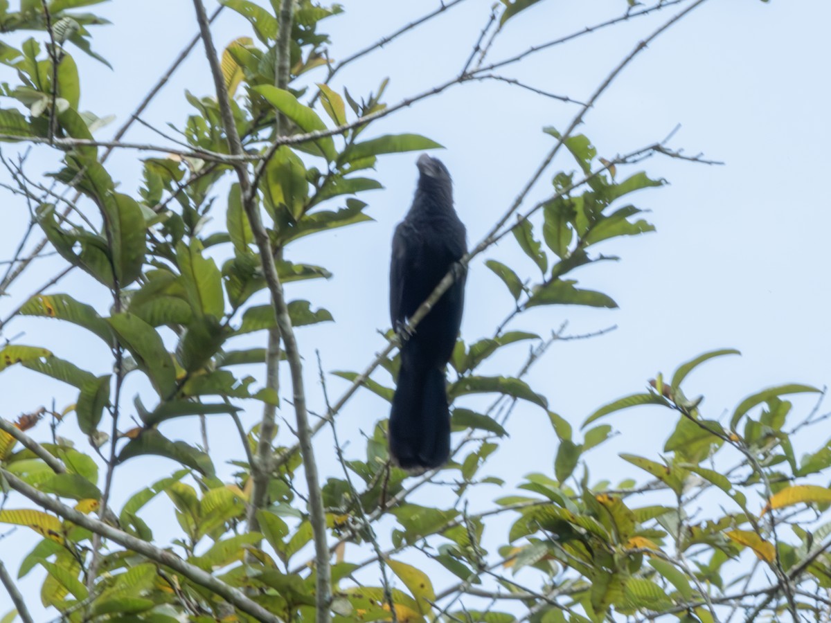 Smooth-billed Ani - ML647619546