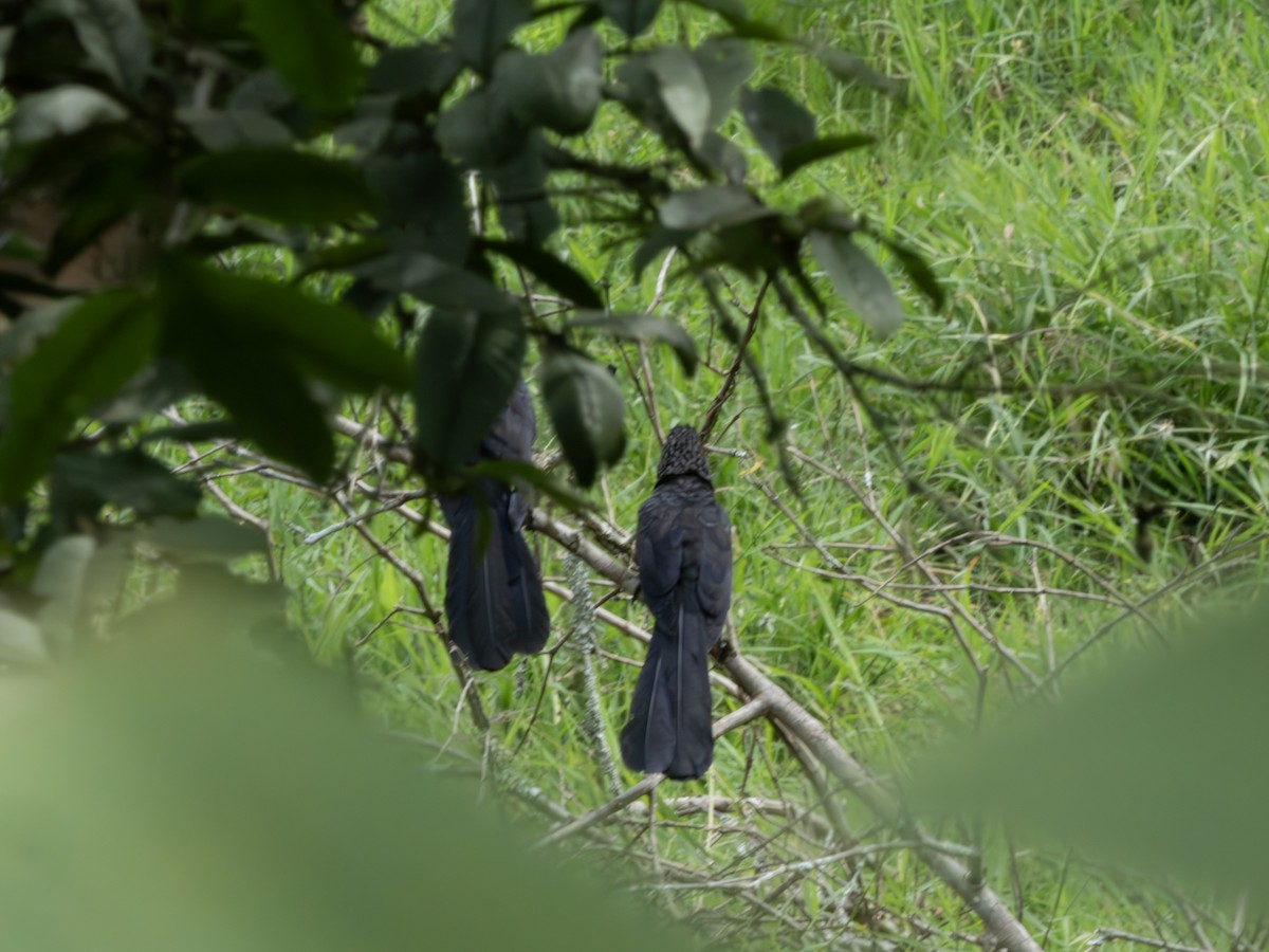 Smooth-billed Ani - ML647619547