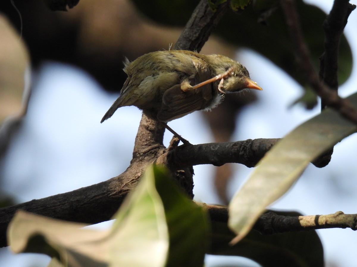 Greenish Warbler - ML647619550