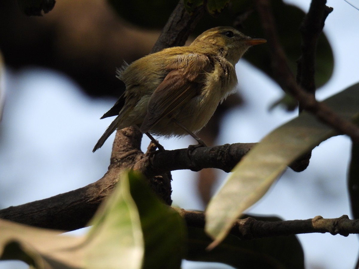 Greenish Warbler - ML647619551