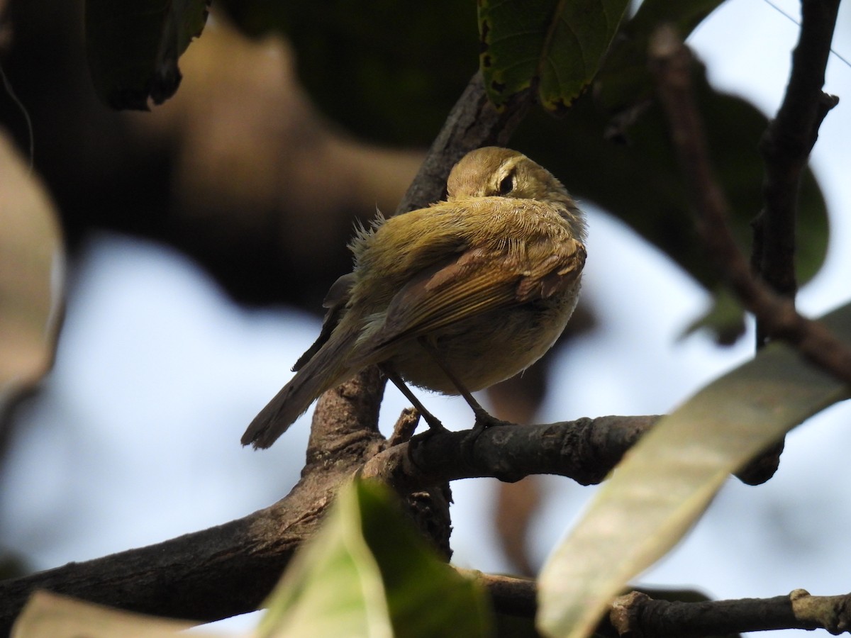 Greenish Warbler - ML647619552
