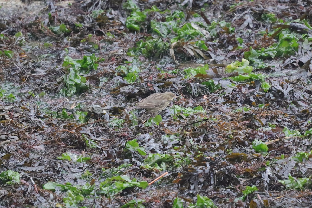 Rock Pipit - ML647619554