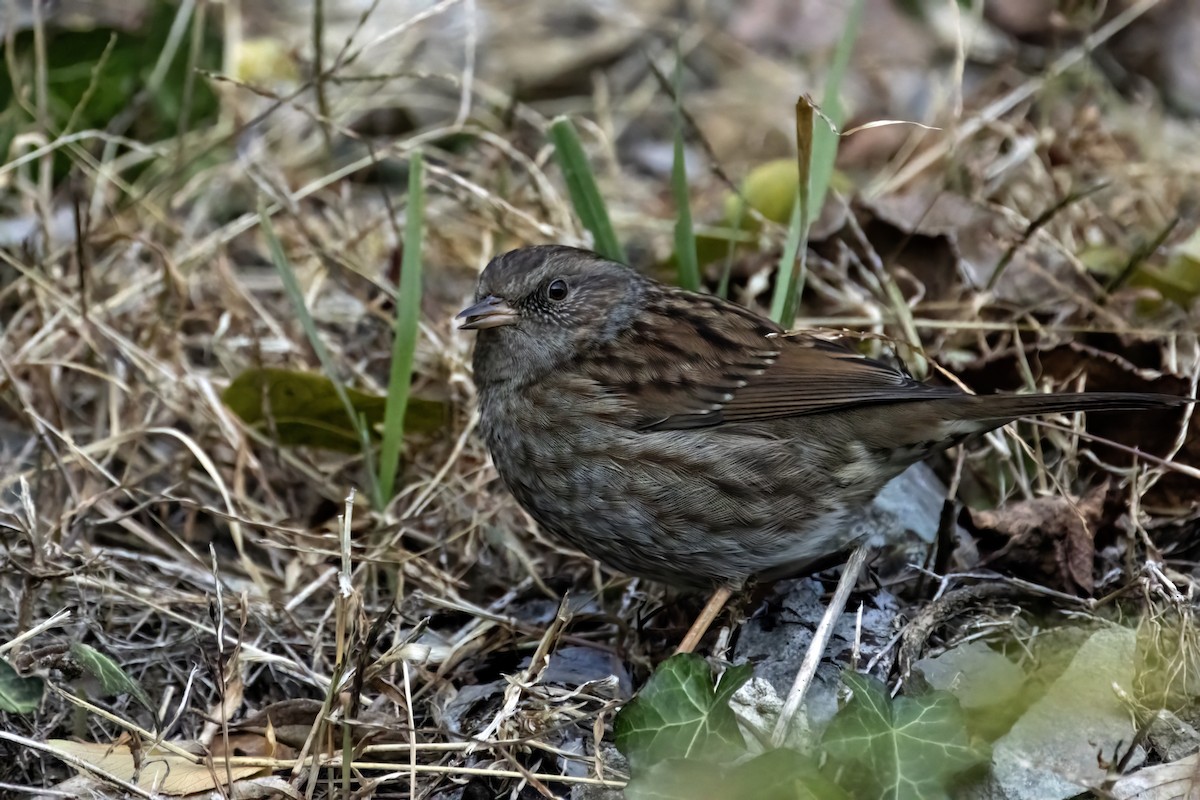 Accenteur mouchet - ML647619561