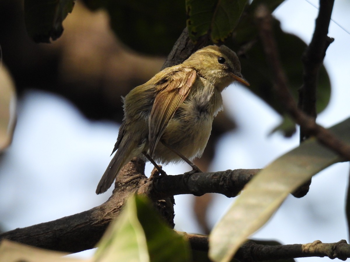 Greenish Warbler - ML647619576
