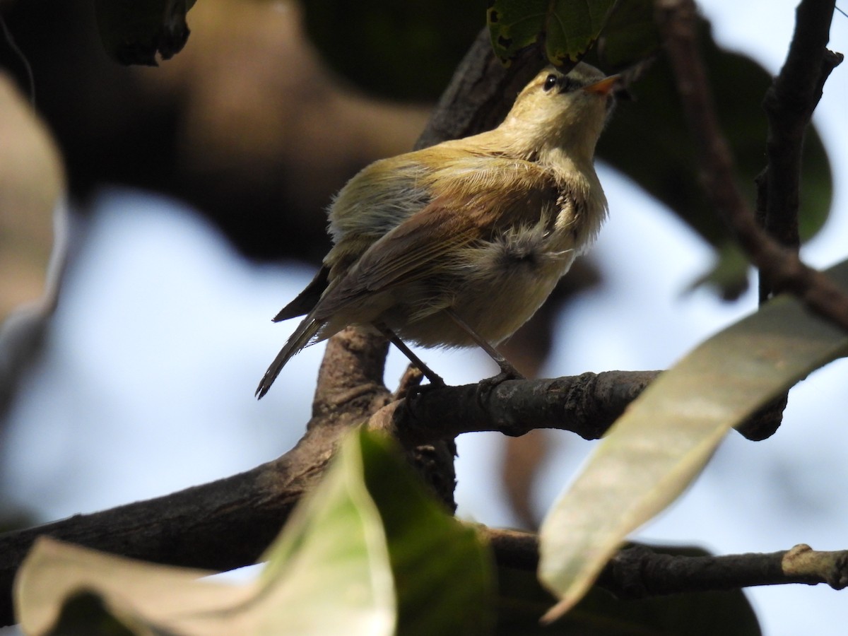 Greenish Warbler - ML647619577