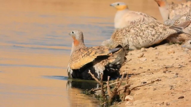 Рябок чорночеревий - ML647619584