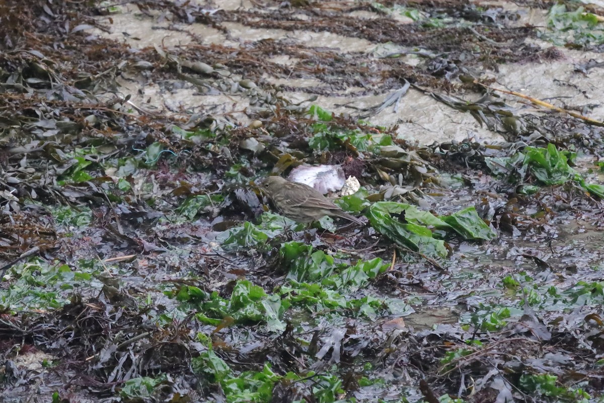 Rock Pipit - ML647619587