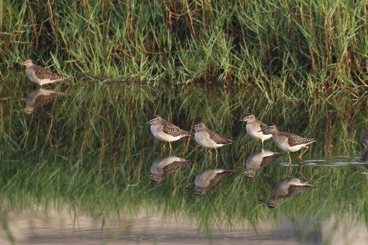 vodouš bahenní - ML647619594