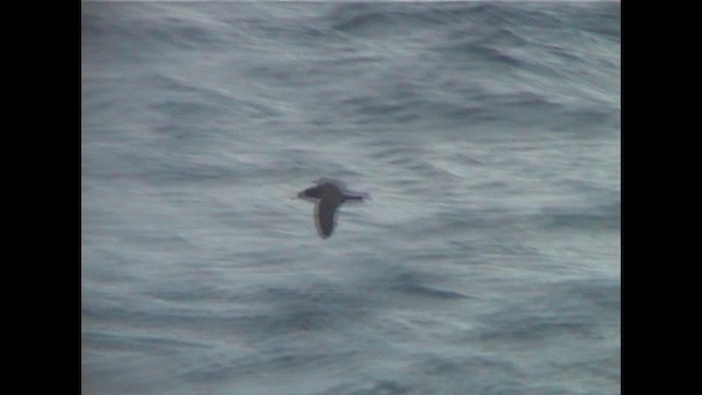 Буревісник світлоногий - ML647619601