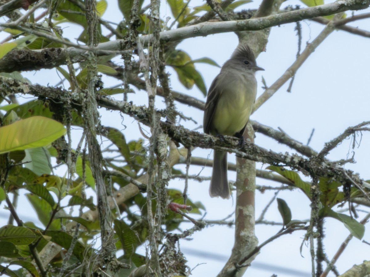Yellow-bellied Elaenia - ML647619603