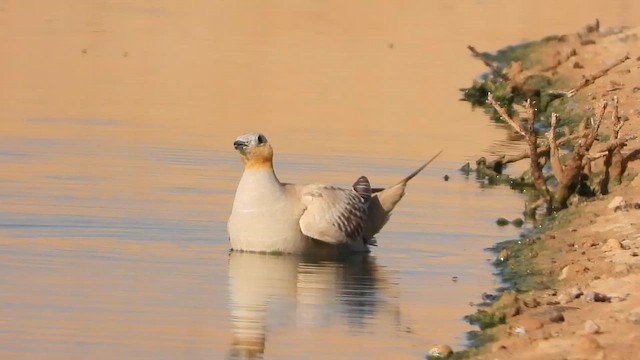 Рябок сенегальський - ML647619610
