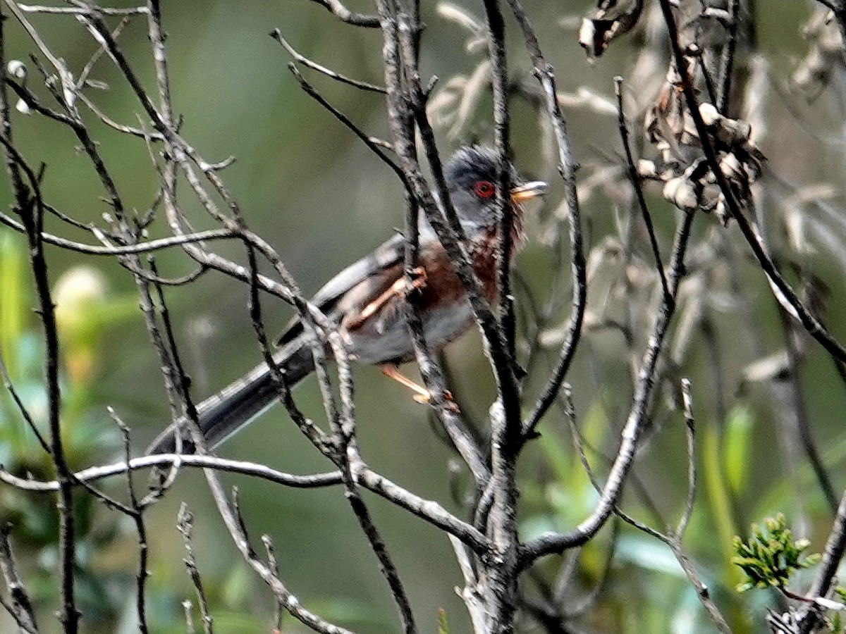 Etze-txinboa - ML647619616