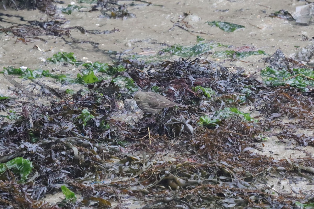 Rock Pipit - ML647619643