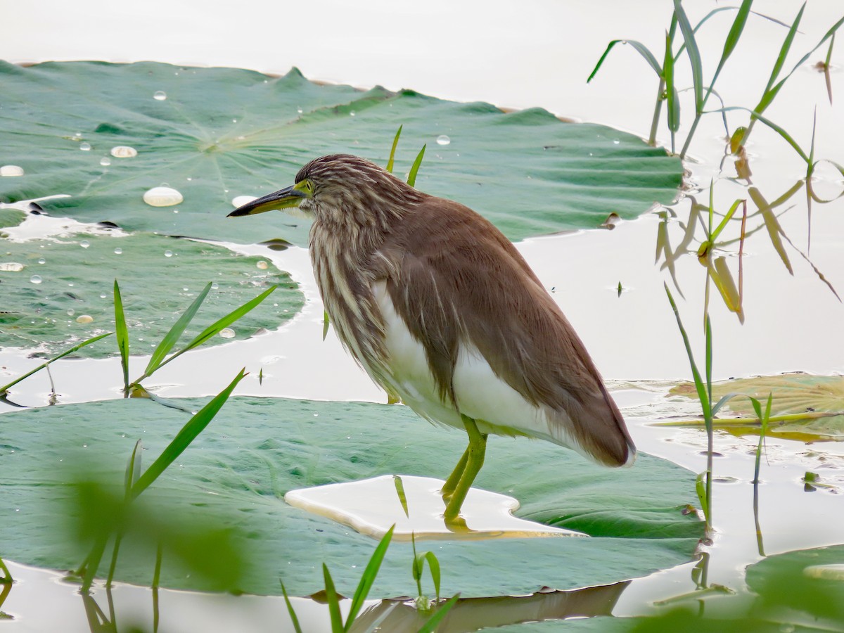 Garcilla India - ML647619645