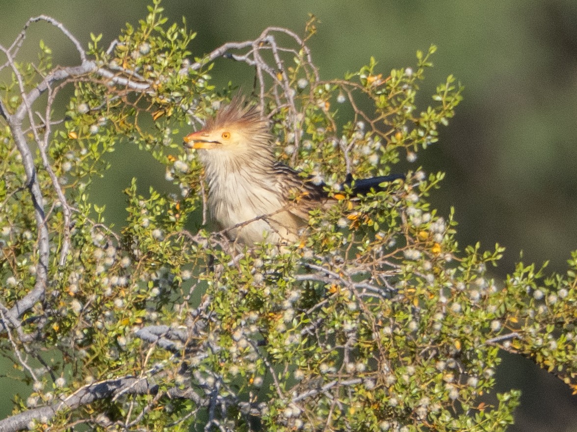 Guira Guguğu - ML647619652