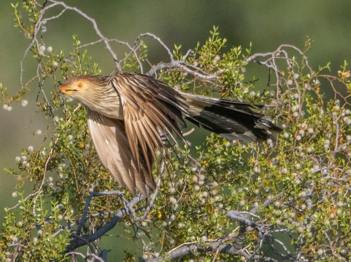 Guira Guguğu - ML647619653