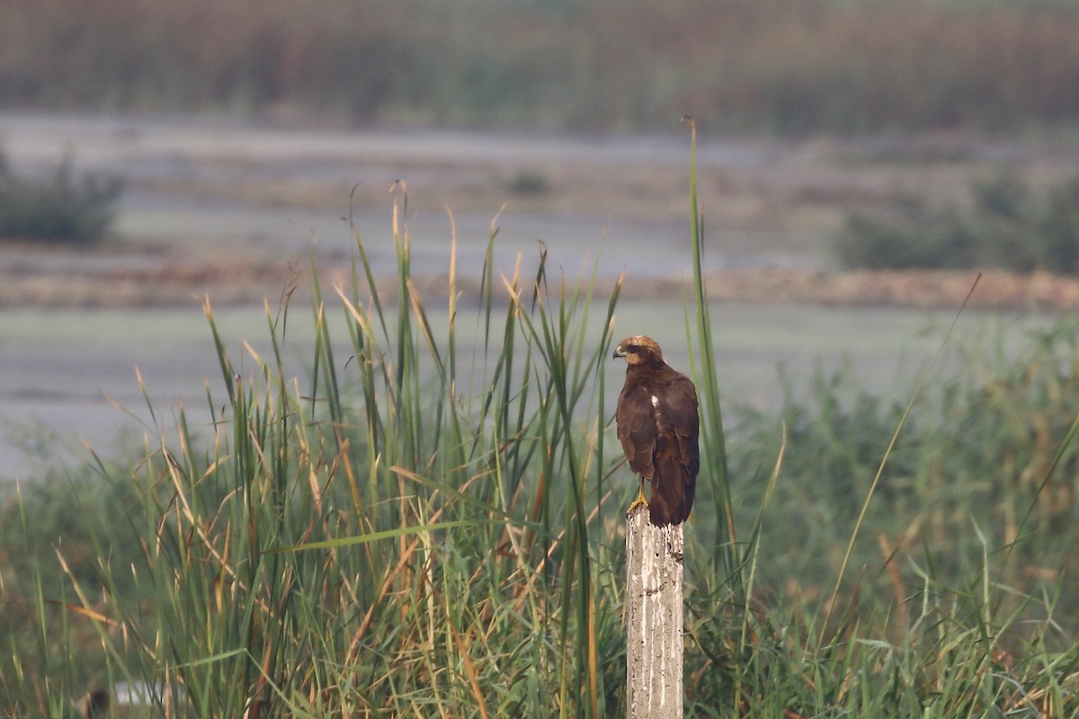 moták pochop - ML647619655